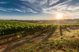 Tuscany Landcape Vineyards in Tuscany Hills