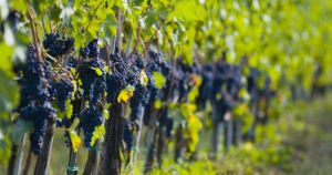 Best Wine Tasting Tour in Tuscany